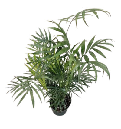 Neanthe Bella Palm